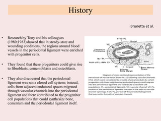 History
• Research by Tony and his colleagues
(1980;1983)showed that in steady-state and
wounding conditions, the regions around blood
vessels in the periodontal ligament were enriched
with progenitor cells.
• They found that these progenitors could give rise
to fibroblasts, cementoblasts and osteoblasts.
• They also discovered that the periodontal
ligament was not a closed cell system; instead,
cells from adjacent endosteal spaces migrated
through vascular channels into the periodontal
ligament and there contributed to the progenitor
cell populations that could synthesize bone,
cementum and the periodontal ligament itself.
Brunette et al.
 