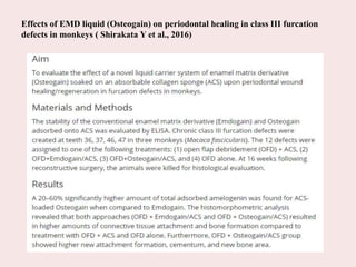 Effects of EMD liquid (Osteogain) on periodontal healing in class III furcation
defects in monkeys ( Shirakata Y et al., 2016)
 