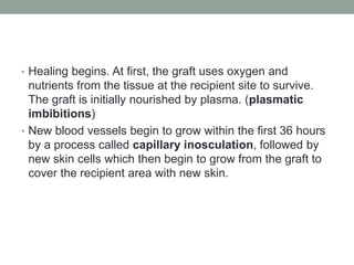 • Healing begins. At first, the graft uses oxygen and
nutrients from the tissue at the recipient site to survive.
The graft is initially nourished by plasma. (plasmatic
imbibitions)
• New blood vessels begin to grow within the first 36 hours
by a process called capillary inosculation, followed by
new skin cells which then begin to grow from the graft to
cover the recipient area with new skin.
 