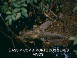 É ASSIM COM A MORTE DOS SERES
            VIVOS!
 