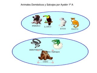 Animales Domésticos y Salvajes por Ayelén 1º A 