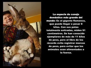 La especie de conejo doméstico más grande del mundo : Es el gigante flamenco, que puede llegar a pesar 8 kilos. Con sus patas totalmente estiradas, miden 91 centímetros. Se han conocido ejemplares de más de 11 kilos de peso, pero el libro de los récords evita registrar marcas de peso, para evitar que los animales sean alimentados a la fuerza. 