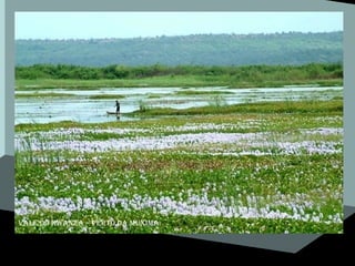 Vale do kwanza – perto da muxima 