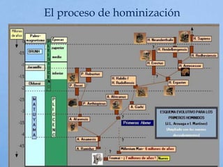 El proceso de hominización
 