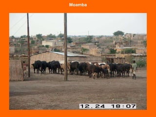 Moamba 