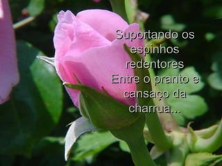 Suportando os espinhos redentores Entre o pranto e cansaço da charrua... 