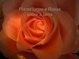 Planta Lírios e Rosas sobre a lama 