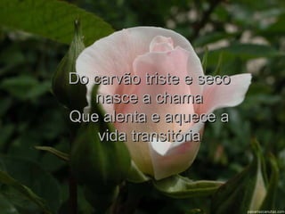 Do carvão triste e seco nasce a chama Que alenta e aquece a vida transitória 