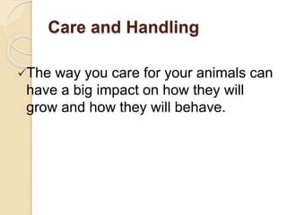 Care and Handling
The way you care for your animals can
have a big impact on how they will
grow and how they will behave.
 
