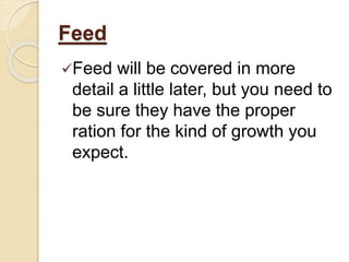 Feed
Feed will be covered in more
detail a little later, but you need to
be sure they have the proper
ration for the kind of growth you
expect.
 