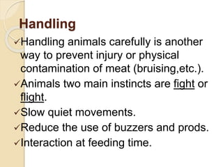Handling
Handling animals carefully is another
way to prevent injury or physical
contamination of meat (bruising,etc.).
Animals two main instincts are fight or
flight.
Slow quiet movements.
Reduce the use of buzzers and prods.
Interaction at feeding time.
 