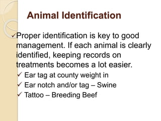 Animal Identification
Proper identification is key to good
management. If each animal is clearly
identified, keeping records on
treatments becomes a lot easier.
 Ear tag at county weight in
 Ear notch and/or tag – Swine
 Tattoo – Breeding Beef
 