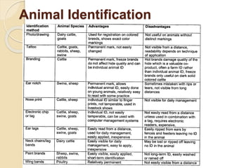 Animal Identification
 