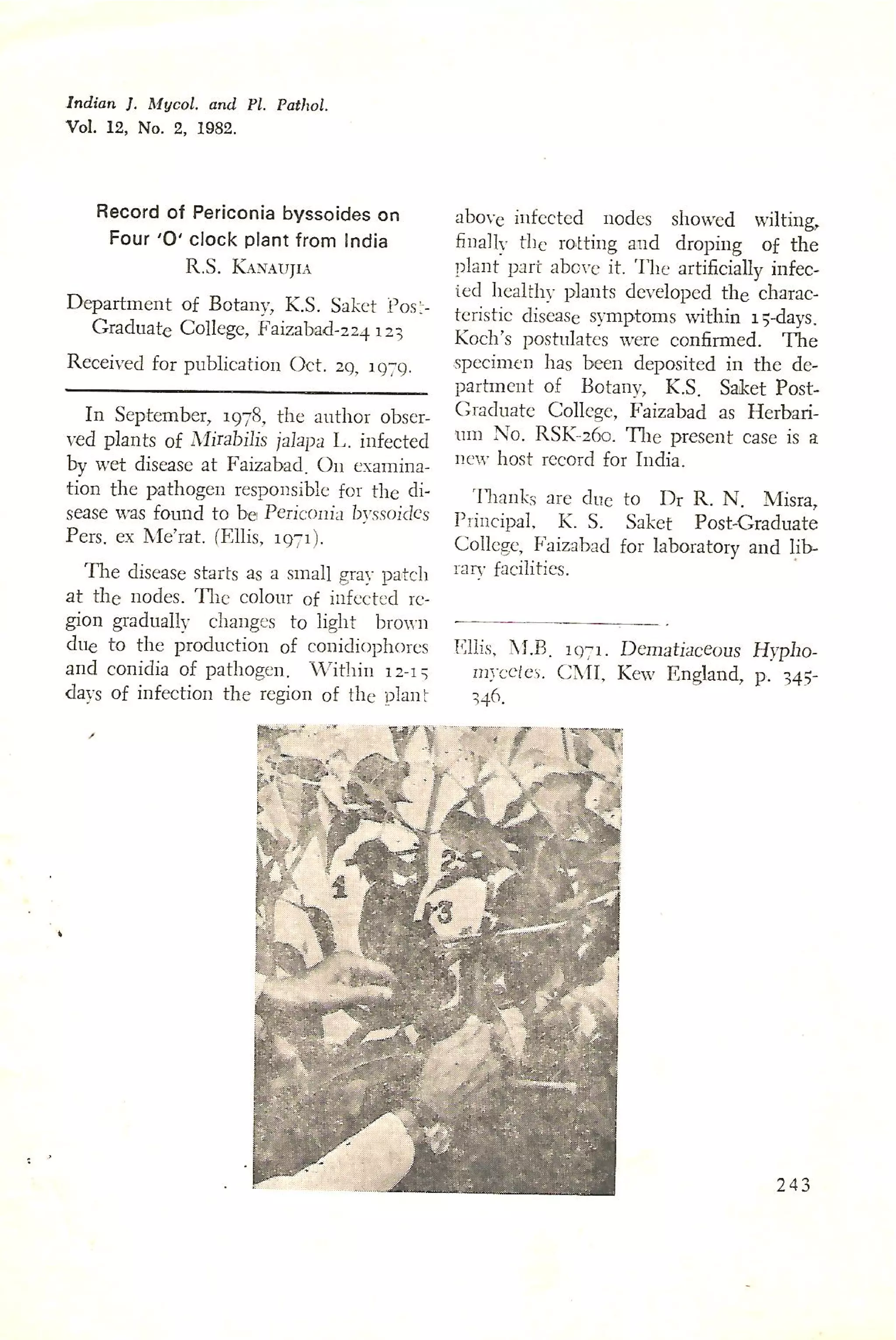 Record of periconia byssoides on four o clock plant from india