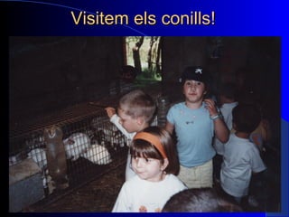 Visitem els conills! 