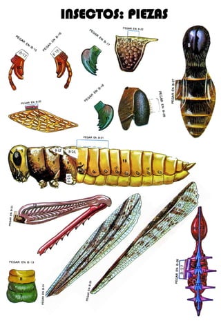 INSECTOS: PIEZAS
 