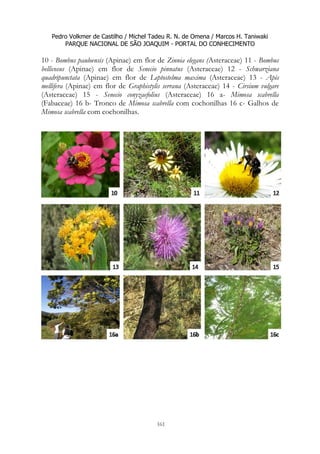 Pedro Volkmer de Castilho / Michel Tadeu R. N. de Omena / Marcos H. Taniwaki
PARQUE NACIONAL DE SÃO JOAQUIM - PORTAL DO CONHECIMENTO
161
10 - Bombus pauloensis (Apinae) em flor de Zinnia elegans (Asteraceae) 11 - Bombus
bellicosus (Apinae) em flor de Senecio pinnatus (Asteraceae) 12 - Schwarziana
quadripunctata (Apinae) em flor de Leptostelma maxima (Asteraceae) 13 - Apis
mellifera (Apinae) em flor de Graphistylis serrana (Asteraceae) 14 - Cirsium vulgare
(Asteraceae) 15 - Senecio conyzaefolius (Asteraceae) 16 a- Mimosa scabrella
(Fabaceae) 16 b- Tronco de Mimosa scabrella com cochonilhas 16 c- Galhos de
Mimosa scabrella com cochonilhas.
 