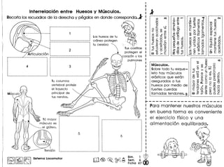 Interrelaci6n entre Huesosy Musculos.
Recorta los recuadros de 10 derecha y pegalos en donde corresponda. J C"I
(J)
-0o (J)
.- Q)
o :J
Q)s::Q.
(J) (J)
Q) :J
- .o Q) (J)
"'0 0
,- c "'0
:J .~ 0
~Q"C ~
coo
;:)Eo
Los huesos de tu
cr6neo protegen
tu cerebro
p_m _
· :· .· .•••••••••• ~ I
, : 2 :
'. .,/ Articulaci6n L !
r------------~------------------- r--------------------------------i, , .· , .· , .· , .• I .'
: 4 : 3 :
· . .· . .· . .· . .· . .· . ,'. - - _ •• - _ •• - - - - - - - - - - - - - - - - - - - _ ••••• _..... • •••••••••••••••••••• - - _'" _ ••••• _ •••••••••• _ •••• _ •••• _ ••••••••••• - I
._-----_._--------------- .~ -0:
r-M~~~~i~~-._-··---·-··------: Q) Q) ~ 0 •
Sobre todo tu esque- (J) a5 ~ s:: ~ g2~o c. 0
jete hay musculos Q) 1i5 ~ ~ <D'ii) Q
elasticos que estan "'0 Q) Q) E 0 ~ C
d t .....(J)oo-Q.Q)
asegura os a us g. ~ 0.. 0 0 (J) "'0
huesos por medio de 0 0 • Q) C Q) 0
fuertes cuerdas E -g ~§~ ~ ~ 'g
lIamadas tendones. 5 :w 2 .E'Ci) Q. Q. s::
---------------._---------------- l _
Tu columna
vertebral proteje
el trayecto
principal de
tus nervios.
r---------------------Para mantener nuestros musculos
en buena forma es conveniente
el ejercicio frsico y una
alimentaci6n equilibrada.
Tu mayor
musculo es
•••••.. __el gluteo.
Bim. 1 ~.rT'iJ <@, ~ @-{2 A Sam. 6
ll!dd 0 ~ l:=;l Ficha 47
~ I~ I~ Sistema Locomotor
 