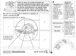 Todos los seres vivos eston form ados por
minusculas unidades lIamadas celulas. Hay muchas
clases de celulas pero todas tienen bosicamente
las mismas caracterlsticas. Las celulas varian
mucho en tamano. figura y actividades. Una
celula gigante es la vema del huevo de las aves.
Recorta los recuadros de la derecha y pegalos en r··························
donde corresponda. f
Colorea las partes de la celula.
EI citoplasma tiene
10 apariencia de 10
clara del huevo.
---------------------------,
: 4 :, .: .--------------------- 1
///----
....I
I
,
..
,
5 :,
--------------------------,
.,,
.-------------------- 1
~ Ic{);, I~ lodes las Celulas tienen
1m ~ ~ caracterfsticas comunes
A Bim. 2 ~
m~~ ~~ Sem. 12 •
o 0 Fiche 77
Citoplasma: tiene
un nucleo que
controla casi
todas las
funciones de 10
Celula. Es una
mezcla de agua
y sustancias que :
producen l
proternas y :
: azucares. :. .,---_._-------------- .-.,
p--------------------------, :
: Membrana :
·Celular: Es una :
envoltura muy :
·delgado, por ~
·medio de ella 10 :
celula toma las :
sustancias nutritivas l
y desecha 10 que :
no utiliza.Pormedia :
de esta membrana
10 celula contacta
el medio que 10
rodeo. 3
r-------------------------i
j ••••••••••••••••••••••••••• : Nucleo: Guarda el :
1 Cromosomas 5 ~: material que i
~~~~~~~~~~~~~~~~~~~~~~~~~~~'.permite que 10 1
: V I : celula se duplique :
:.__... _~~~~.~~ .. _... ~.~ y reproduzca. Aqur ~
se conservan los
---------------------------.. ,
; Nucleolo 4 1 rasgos que por
' _ _.. __.__. medio de 10 .
herencia pasan de :
padres a hijos. 1
2 :,
'._.----------------------_.
 
