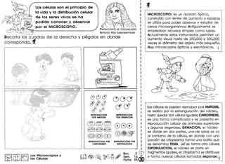 Lascelulas son el principio de
la vida y la distribucion celular
de los seres vivos se ha
podido conocer y observar
por el MICROSCOPIO.
Recorto 105 cuodros de 10 derecha y pegolos en donde
correspondo. f
If5J I~ I~ Los Microscopios y
L21J M" ~ las Celulas
REPRODUCCION
POR AMITOSIS
REPRODUCCION
POR GEMACION
~)@@
~@@
880
OCl'fEj".-. : • 0@"
•• ,0;' C!G.',G
•• • @
REPRODUCCION POR
CARIOSINESIS
REPRODUCCION POR
ESPORULACION
MICROSCOPIO: es un aparato optico,
construfdo con lentes de aumento y espejos;
se utiliza para poder observar y estudiar de
cerca microorganismos. Antiguamente se
empleaban recursos simples como lupas.
Actualmente estos instrumentos permiten un
aumento visual hasta de 250,000 y 300,000
veces el diametro del objeto mas pequeno.
. Hay microscopios opticos y electronicos. 1
~-_.__ ..._--------_._-----------~--._---------------_.---------
Lascelulas se pueden reproducir por: AMITOSIS,
se realiza por la estrangulacion del nucleo,
hasta quedar dos celulas iguales; CARIOSINESIS,
es una forma complicada y se presenta en
reproduccion celular de animales superiores
y algunos vegetales. GEMACION, el nucleo
se divide en dos partes, una de estas se va
al contorno de la celula, en donde con una
porcion de citoplasma forma una bolita que
se denomina VEMA asf se forma otra celula;
ESPORULACION,el nucleo se parte en
fragmentos iguales, el citoplasma se distribuye
y forma nuevas celulas lIamadas esporas.2
 