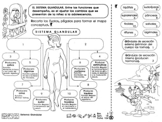 ELSISTEMAGLANDULAR.Entre las funciones que
desempeiia. es el ajustar los cambios que se
presentan de la niiiez a la adolescencia.
Recorta los avalos, pegalos para formar el mapa
conceptual. f
SISTEMA
...__ .~-_. __ ..._-_ ..__ .
, ., .•..•."'-
. .. .· .· ~:. 1 :
· .. ., .'...... ," I
·--·T---·-----------·-~---------* :'f :.#., ••.- •••••_ •• _-_ •••••••••••~ :
. . .. . .: 3 : '
." _.._.. .._ _,' ., wi __ _ .. .. .
" 5 :. .. .. ....... _---------- .....'
Producen:
saliva
Funci6n:
Humectan la boca
y son parte del
aparato digestivo.
Producen:
lagrimas
Funci6n: Lubrican
los ojos y los Iibran
de microbios •
••...--- ....---_ ....-.""
, ~
" 7 ~
',.... ,:"'---".""-"
....... _--_ •...•...• ---,
Producen:
orina
Funci6n:
Eliminan t6xinas.
Producen:
sudor
Funci6n: Regulan
la temperatura del
cuerpo.
....•..•..•....•....••.•••.••.. _ .....-•...
~' •.........
· .· .: 2 :
· .· .. ,
t... "
•.•.••••............r"" -- .•..--_.._._.•_.•••••-i"''' •••• '
: "'.._..t "' .. ' .. : 
: : 4 :
___..t. .._. '",. .. __ __ ...,'
, ~
" 6 :. ., ,. ,
~~~~_.~-.-..__ .."
Produce:
estimulinas
Funci6n: Regulan
el funcionamiento
de tados 105gl6n-
dulas, el desarrollo
y la maduraci6n
sexual.
Producen:
cortizona
Funci6n:
Combaten las
infecciones.
,•..-..__ ...•..- .
, ,
" 8 :~_._.._•• _-> ••... "
..•••........... ---
Produce:
insulina
Funci6n: Regulan
el azucar del
organismo.
,--_.•....•.............
( hip6fisis 4 .::
~....-•..•..•..• '
"._ ••.•...... -..,
...sUdorlparas .~
''', 9 ;,'' ....-._ ...._-_ ..-
,_.- _--- ,
,"suprarrenales. ."" 6 "I
....-•.-_ ....-_._'"
,-_._-----_ ....,, .
:' pancreas ':
", . 8 "' .._ ....._--- ...'
,,,,-- _ ..-_ ....-_. -....,
... rifiones '~
. .~ 7_,'......._ ....•.... __ .
/"~~6'~~~1~~'~~.~~~;~~~6
: externa (eliminan del j
 cuerpo las toxinas). 1 ...
~~••..........._ ..__ ..._ ....._._._.--,'
:"··~I~;~~~I~~·d~'~~~;~;i6~
: interna (producen :
 hormonas). 2 ./
.~••.•••••..•.......... _ ...._. __ ._..'
 
