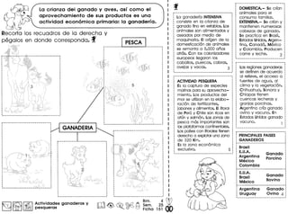La crianza del ganado y aves, asf como el
aprovechamiento de sus productos es una
actividad econ6mica primaria: la ganaderfa.
ril

Recorta los recuadros de 10 derecho y
pegalos en donde corresponda. f J PESCA Ip---------- ----------
~ ~ I~ I Actividades ganaderas y
L:::::ll::iEl ~ pesqueras
m~~~~ ~~.2~ Vo 0 Ficha 151 00
La ganaderra INTENSIVA
consiste en la crianza de
ganado fino en establos. Los
ani males son alimentados y
aseados par medio de
maquinaria. EI orrgen de la
domesticaci6n de animales
se remonta a 5,000 anos
atras. Con los colonizadores
europeos lIegaron los
caballos, puercos, cabras,
ovejas y vacas. 3
ACTIVIDAD PESQUERA
Es la captura de especies
marinas para su aprovecha-
miento. Los productos del
mar se utilizan en la elabo-
raci6n de fertilizantes,
jabones y alimentos. EI Iitoral
de Peru y Chile son ricos en
atun y salm6n. Las zonas de
pesca mas importantes son
las plataformas continentales.
Los parses con Iitorales tienen
derecho a explotar una zona
de 320 Km.
Es la zona econ6mica
exclusiva. 5
DOMESTICA.- Se crran
animales para el
consumo familiar.
EXTENSIVA.- Se crran y
mantienen numerosas
cabezas de ganado.
Se practica en Brasil,
Estados Unidos, Argen-
tina, Canada, Mexico
y Colombia. Producen
carne y leche. 2
Las regiones ganaderas
se definen de acuerdo
al relieve, el acceso a
fuentes de agua, al
clima y la vegetaci6n.
Chihuahua, Sonora y
Chiapas tienen
cuencas lecheras y
granjas porcinas.
Argentina crra ganado
ovino y vacuno. En
Estados Unidos ganado
vacuno. 1
PRINCIPALES PAISES
GANADEROS
Brasil
E.U.A.
Argentina
Mexico
Colombia
Ganado
Porcino
E.U.A.
Brasil
Mexico
Ganado
Bovino
Argentina
Uruguay
Ganado
Ovino 4
 