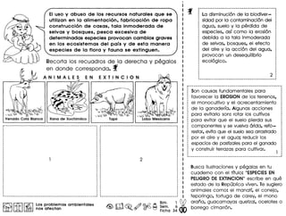EIuso y abuso de los recursos naturales que se
utilizan en la alimentaci6n, fabricacion de ropa
construccion de casas, tala inmoderada de
selvas y bosques, pesco excesiva de
determinadas especies provocan cambios graves
en los ecosistemas del pars y de esta manera
especies de la flora y fauna se extinguen.
Recorta los recuadros de la derecha y pegalos
en donde corresponda. f
ANIMALES EN EXTINCION
~
~ r;;n;] I~ lOS problemas ambientales
lm~ nos afectan
rrt A Bim. 1~
<@,~~~~~ s~m. 6 •
Flcha 34
La disminuci6n de 10 biodiver-
sidad par 0 contaminacion del
agua, suelo y 10 perdido de
especies, asf como 10 erosion
debida a 10 tala inmoderada
de selvas, bosques, el efecto
del aire y 10accion del agua,
provocan un desequilibrio
ecologico.
Son causas fundamentales para
favorecer 10 EROSIONde los terrenos,
el monocultivo y el acrecentamiento
de 10 ganaderfa. Algunos acciones
para evitarlo son: rotor los cultivos
para evitar que el suelo pierda sus
componentes y se vuelva arida, refo-
restor,evita que el suelo sea arrastrado
por el aire y el agua; teducir los
espacios de pastizales para el ganado
y construir terrazas para cultivar.
Busca ilustraciones y pegalas en tu
cuaderno con el tftulo: "ESPECIESEN
PELIGRODE EXTINCION"escribe en que
estado de 10 Republica viven. Te sugiero
animales como: el manatf, el conejo,
teporingo, tartuga de carey, el mono
araria, guacamayas quetzal, ocelotes 0
borrego cimarron.
 