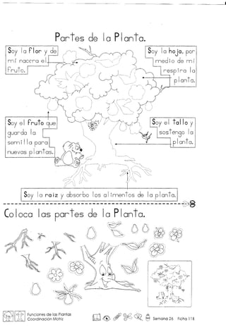 '-; '-,"".':<.'> "f"" :
' .....' '- ,-,,~, .. ' -} ,:""""" :".
'~~- .
, ",-'
~/h'71; ..... Soy el tollo y
nuevas plantas. )0 .c::.::. ...' ) ~.:::;:: •
........•.'.gg/~;...;j ,~~,:<
Soy I a ra i z y absor'bo I os a I imen tos de lap Ian to.
I s::>.-O
------------------------~---------------------~
Calaca las partes de 10 Planta.
>./:. f ·;~ .. a {j (f;
~
/: .If" ~cO ,?!J; {~.'. " '.' .'~ ;if' W....:.',:' ': :,,'-. ~: .. ':.., ' ..' ~: .., .' '~"""':' ......•..., '
...'" ,'.', .: .' /;///' ",~ , (:9Q'
":',::>'-'.': :/ " ':'.';:'~""":'::" "'''' /tf/~",/ .,' ' ::':Cf;!<'
:.'..t~> , :../.( (ie/if. .."
,.{~ ~ •••• v ••• " :~: " (... ~lJ):
',::, :,:;0 ') ' " .:' ,::W ':"': '
' .. ; :~'
0
:·"",~,':~-:.:.:.:;."{, ~:.:.~:;.:.:~,
:::. ,::: ,:,>:..:.:~".:.,:,.:::.:.:.,:........ .~ ':::::"
"-':', ,': ",'" - ...~
Partes de la Planta.
Soy 10 Pier y de
m r nOCE"rae I
Fruto.
': .. ~'~.:'.:,, ...
;.
'c' ..••,: "':'.,,".'/
"-In-(
IGJI~q.""·1Funciones de las Plantas
LifJ ~ Coordinacion Motriz
Soy 10 heja/ por
medio de mi
respiro 10
p I ant o.
ro@o , ~ ~o ~ Semana 26 Ficha 118
 