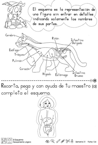 Intestino
Delgado
----------------------------------------------~
Recorto, pega y con ayuda de t u maestro (a)
completa el es9u~~-g~-....,'
:/,'  ....
, ., ., ,
, ., ,
, ,
. ,
I '
: .::,
.
!@ @II ~ I EI Esquema
@(J!j)'J JA Pensamiento L6gico <@, ~o ~ , ~ ~ Semana 31 Ficha 134
 