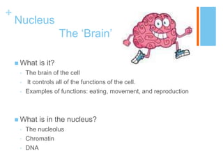 +
    Nucleus
                      The ‘Brain’

     What   is it?
     •   The brain of the cell
     •   It controls all of the functions of the cell.
     •   Examples of functions: eating, movement, and reproduction



     What   is in the nucleus?
     •   The nucleolus
     •   Chromatin
     •   DNA
 