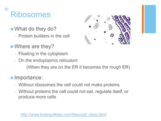+
    Ribosomes
     What    do they do?
     •   Protein builders in the cell

     Where     are they?
     •   Floating in the cytoplasm
     •   On the endoplasmic reticulum
             (When they are on the ER it becomes the rough ER)

     Importance:
     •   Without ribosomes the cell could not make proteins
     •   Without proteins the cell could not eat, regulate itself, or
         produce more cells


          http://www.biology4kids.com/files/cell_ribos.html
 