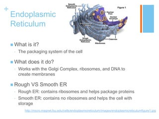 +
    Endoplasmic
    Reticulum

     What    is it?
     •   The packaging system of the cell

     What    does it do?
     •   Works with the Golgi Complex, ribosomes, and DNA to
         create membranes

     Rough     VS Smooth ER
     •   Rough ER: contains ribosomes and helps package proteins
     •   Smooth ER: contains no ribosomes and helps the cell with
         storage
            http://micro.magnet.fsu.edu/cells/endoplasmicreticulum/images/endoplasmicreticulumfigure1.jpg
 