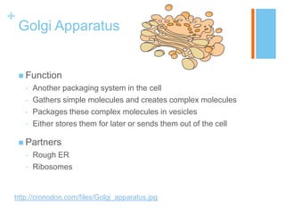 +
    Golgi Apparatus


     Function
     •   Another packaging system in the cell
     •   Gathers simple molecules and creates complex molecules
     •   Packages these complex molecules in vesicles
     •   Either stores them for later or sends them out of the cell

     Partners
     •   Rough ER
     •   Ribosomes


http://cronodon.com/files/Golgi_apparatus.jpg
 