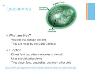 +
    Lysosomes




     What    are they?
     •   Vesicles that contain proteins
     •   They are made by the Golgi Complex

     Function
     •   Digest food and other molecules in the cell
     •   Uses specialized proteins
     •   They digest food, organelles, and even other cells
http://www.tutordynamic.com/biology/img/function-of-lysosome.jpg
 