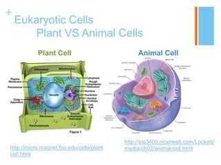 +
    Eukaryotic Cells
       Plant VS Animal Cells
           Plant Cell                          Animal Cell




                                          http://bio3400.nicerweb.com/Locked/
http://micro.magnet.fsu.edu/cells/plant   media/ch02/animal-cell.html
cell.html
 