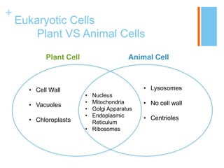 +
    Eukaryotic Cells
       Plant VS Animal Cells
           Plant Cell                  Animal Cell



      • Cell Wall                           • Lysosomes
                        • Nucleus
                        • Mitochondria      • No cell wall
      • Vacuoles
                        • Golgi Apparatus
                        • Endoplasmic       • Centrioles
      • Chloroplasts      Reticulum
                        • Ribosomes
 