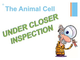 +
    The Animal Cell
 