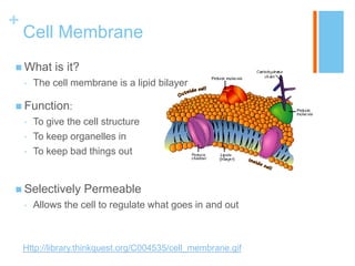 +
    Cell Membrane
 What       is it?
    •   The cell membrane is a lipid bilayer

 Function:
    •   To give the cell structure
    •   To keep organelles in
    •   To keep bad things out


 Selectively         Permeable
    •   Allows the cell to regulate what goes in and out



    Http://library.thinkquest.org/C004535/cell_membrane.gif
 