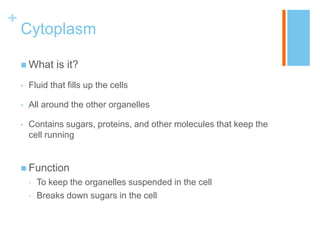 +
    Cytoplasm

     What      is it?
    •   Fluid that fills up the cells

    •   All around the other organelles

    •   Contains sugars, proteins, and other molecules that keep the
        cell running


     Function
        •   To keep the organelles suspended in the cell
        •   Breaks down sugars in the cell
 