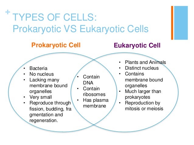 eukaryotes vs prokaryotes