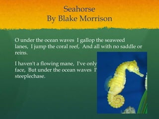 Seahorse
By Blake Morrison
O under the ocean waves I gallop the seaweed
lanes, I jump the coral reef, And all with no saddle or
reins.
I haven't a flowing mane, I've only this horsy
face, But under the ocean waves I'm king of the
steeplechase.
 