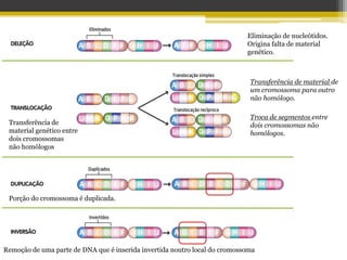 Eliminação de nucleótidos.
Origina falta de material
genético.
Transferência de material de
um cromossoma para outro
não homólogo.
Troca de segmentos entre
dois cromossomas não
homólogos.
Transferência de
material genético entre
dois cromossomas
não homólogos
Porção do cromossoma é duplicada.
Remoção de uma parte de DNA que é inserida invertida noutro local do cromossoma
 