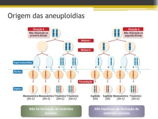 Origem das aneuploidias
Não há formação de embriões
normais.
50% hipóteses de formação de
embriões normais
 