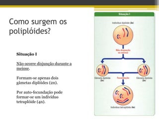 Como surgem os
poliplóides?
Situação I
Não ocorre disjunção durante a
meiose.
Formam-se apenas dois
gâmetas diplóides (2n).
Por auto-fecundação pode
formar-se um indivíduo
tetraplóide (4n).
 