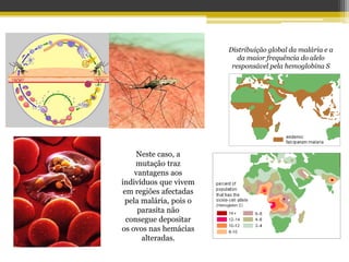 Neste caso, a
mutação traz
vantagens aos
indivíduos que vivem
em regiões afectadas
pela malária, pois o
parasita não
consegue depositar
os ovos nas hemácias
alteradas.
Distribuição global da malária e a
da maior frequência do alelo
responsável pela hemoglobina S
 