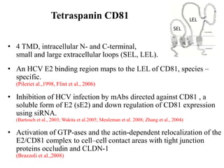 Tetraspanin CD81
• 4 TMD, intracellular N- and C-terminal,
small and large extracellular loops (SEL, LEL).
• An HCV E2 binding region maps to the LEL of CD81, species –
specific.
(Pileriet al.,1998, Flint et al., 2006)
• Inhibition of HCV infection by mAbs directed against CD81 , a
soluble form of E2 (sE2) and down regulation of CD81 expression
using siRNA.
(Bartosch et al., 2003; Wakita et al.2005; Meuleman et al. 2008; Zhang et al., 2004)
• Activation of GTP-ases and the actin-dependent relocalization of the
E2/CD81 complex to cell–cell contact areas with tight junction
proteins occludin and CLDN-1
(Brazzoli et al.,2008)
SEL
LEL
 