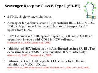 Scavenger Receptor Class B Type I (SR-BI)
• 2 TMD, single extracellular loops.
• A receptor for various classes of Lipoproteins; HDL, LDL, VLDL,
LDLox. Important role in reverse cholesterol transport by CE
uptake from HDL.
• HCV E2 binds to SR-BI, species –specific. In this case SR-BI co-
operatively interacts with CD81 in HCV cell entry.
(Scarselli et al., 2002; Zeisel et al., 2007)
• Inhibition of HCV infection by mAbs directed against SR-BI . The
expression levels of SR-BI can modulate HCVcc infectivity.
(Grove et al., 2007; Catanese et al., 2007)
• Enhancement of SR-BI dependent HCV entry by HDL, and
inhibition by VLDL, LDLox..
(Bartosch et al.,2005; Maillard et al.,2006; Von Hahn et al.,2006; Lavie et.al, 2006)
 