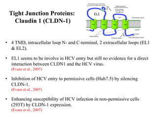Tight Junction Proteins:
Claudin 1 (CLDN-1)
• 4 TMD, intracellular loop N- and C-terminal, 2 extracellular loops (EL1
& EL2).
• EL1 seems to be involve in HCV entry but still no evidence for a direct
interaction between CLDN1 and the HCV virus.
(Evans et al., 2007)
• Inhibition of HCV entry to permissive cells (Huh7.5) by silencing
CLDN-1.
(Evans et al., 2007)
• Enhancing susceptibility of HCV infection in non-permissive cells
(293T) by CLDN-1 expression.
(Evans et al., 2007)
EL1
 