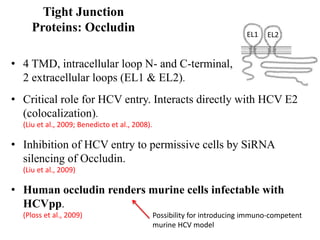 Tight Junction
Proteins: Occludin
• 4 TMD, intracellular loop N- and C-terminal,
2 extracellular loops (EL1 & EL2).
• Critical role for HCV entry. Interacts directly with HCV E2
(colocalization).
(Liu et al., 2009; Benedicto et al., 2008).
• Inhibition of HCV entry to permissive cells by SiRNA
silencing of Occludin.
(Liu et al., 2009)
• Human occludin renders murine cells infectable with
HCVpp.
(Ploss et al., 2009) Possibility for introducing immuno-competent
murine HCV model
EL1 EL2
 