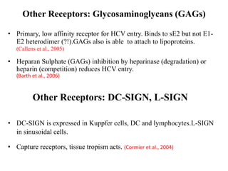 Other Receptors: Glycosaminoglycans (GAGs)
• Primary, low affinity receptor for HCV entry. Binds to sE2 but not E1-
E2 heterodimer (?!).GAGs also is able to attach to lipoproteins.
(Callens et al., 2005)
• Heparan Sulphate (GAGs) inhibition by heparinase (degradation) or
heparin (competition) reduces HCV entry.
(Barth et al., 2006)
Other Receptors: DC-SIGN, L-SIGN
• DC-SIGN is expressed in Kuppfer cells, DC and lymphocytes.L-SIGN
in sinusoidal cells.
• Capture receptors, tissue tropism acts. (Cormier et al., 2004)
 